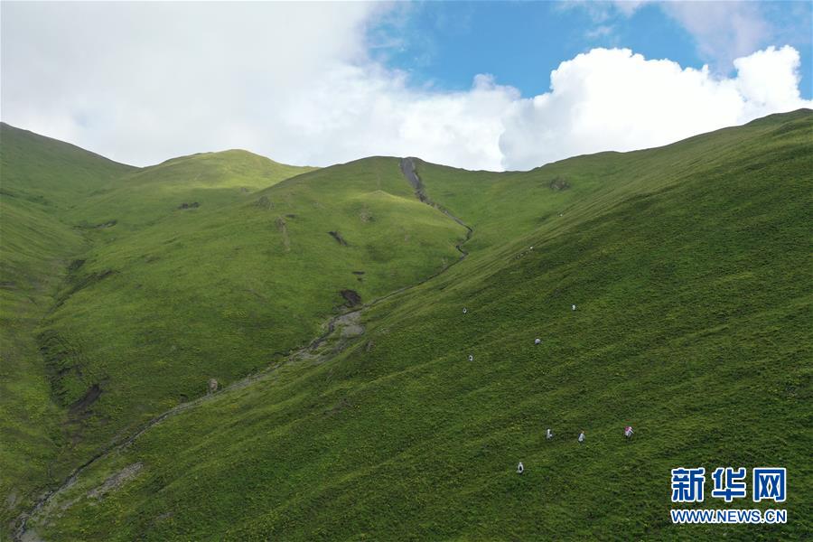 (社會(huì))(7)夏日采藥季