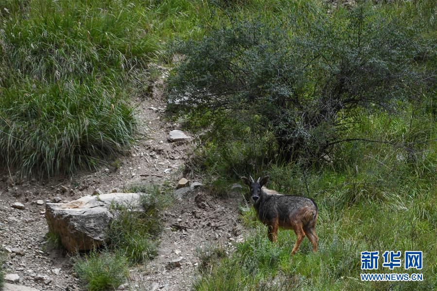 (環(huán)境)(2)中華鬣羚現(xiàn)身青海玉樹(shù)