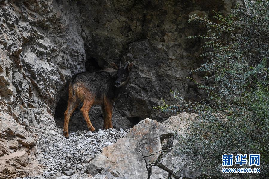 (環(huán)境)(3)中華鬣羚現(xiàn)身青海玉樹(shù)