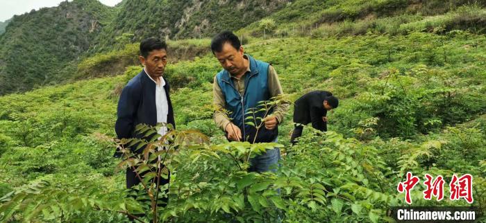 圖為張金利調(diào)研適合阿拉村種植的農(nóng)作物，經(jīng)過不斷改良技術(shù)后，產(chǎn)量大大提高。(資料圖)甘肅省水利廳供圖