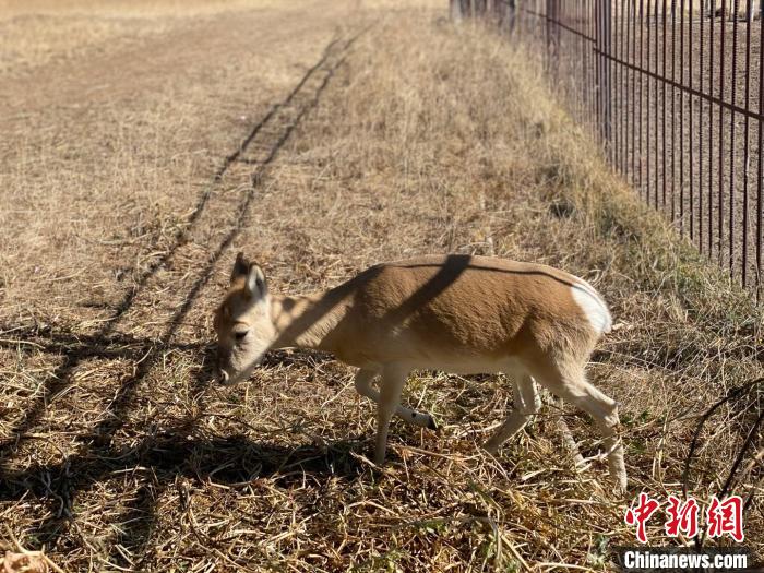 圖為普氏原羚?！±罱瓕?攝