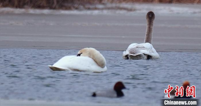 圖為疣鼻天鵝水面休憩。　青海國家公園觀鳥協(xié)會供圖 攝