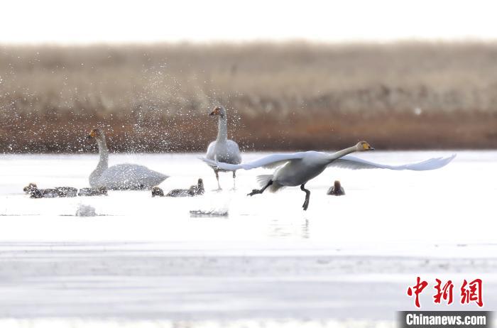 四川省阿壩州若爾蓋縣麥溪鄉(xiāng)的大天鵝?！“苍?攝