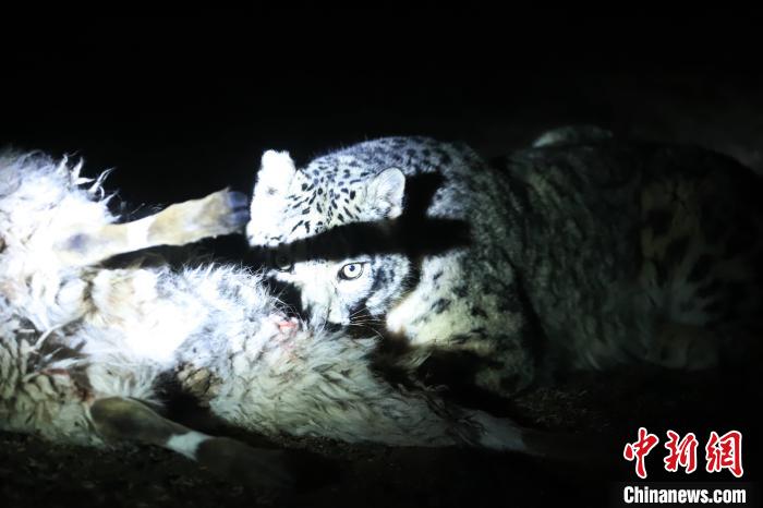 長江源、瀾滄江源啟動旗艦物種雪豹及棲息地保護項目