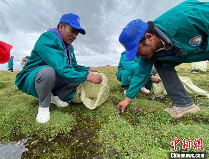 長江南源牧民保護(hù)隊(duì):將保護(hù)家園的心傳承下去