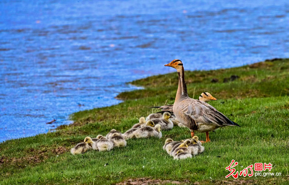 三江源國家公園正式設(shè)立，這是青海生態(tài)文明建設(shè)的新答卷
