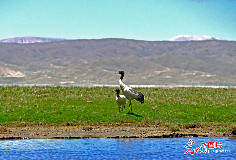 三江源國家公園正式設(shè)立，這是青海生態(tài)文明建設(shè)的新答卷