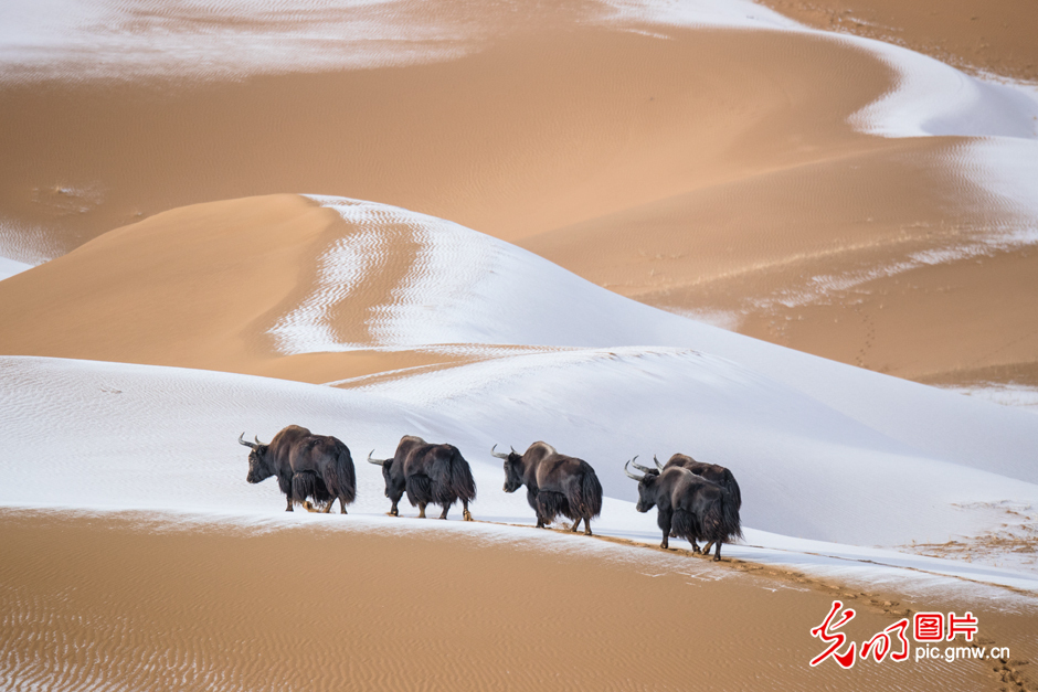 三江源國家公園正式設(shè)立，這是青海生態(tài)文明建設(shè)的新答卷