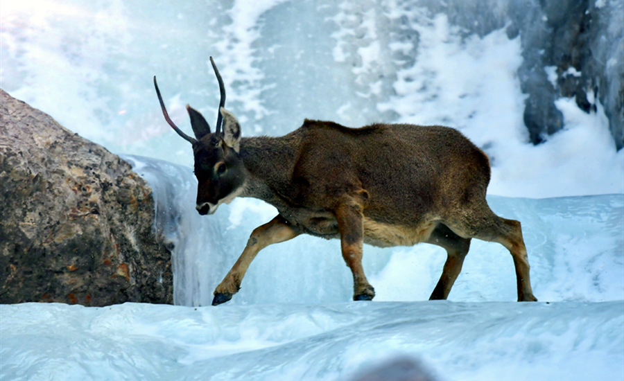 活躍在青海省海西州柏樹山的白唇鹿。巴圖那生攝