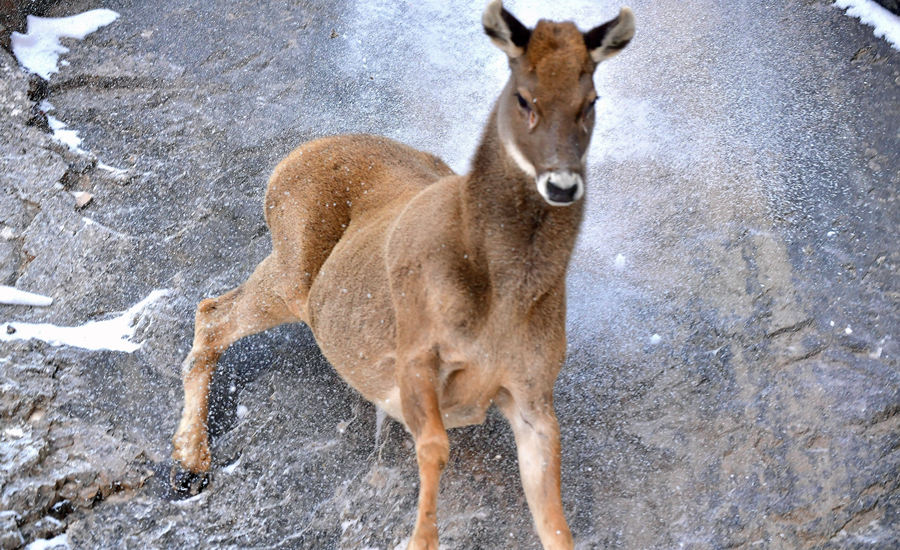 活躍在青海省海西州柏樹山的白唇鹿。巴圖那生攝