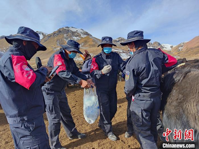 圖為義警隊員協(xié)助工作人員為牦牛接種疫苗?！∏嗪９逯莠斍呖h公安局下大武派出所供圖