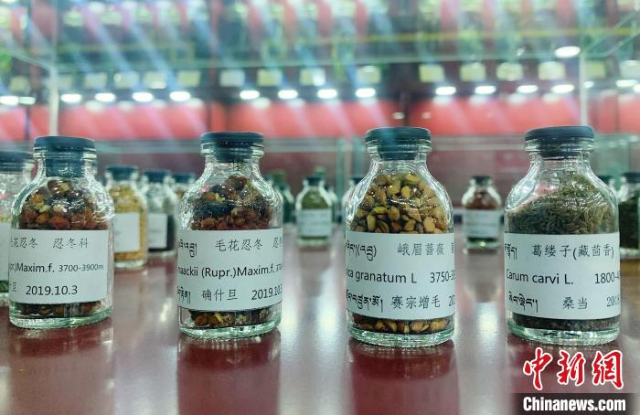 圖為海拔3500米以上珍貴草藥種子?！●R銘言 攝