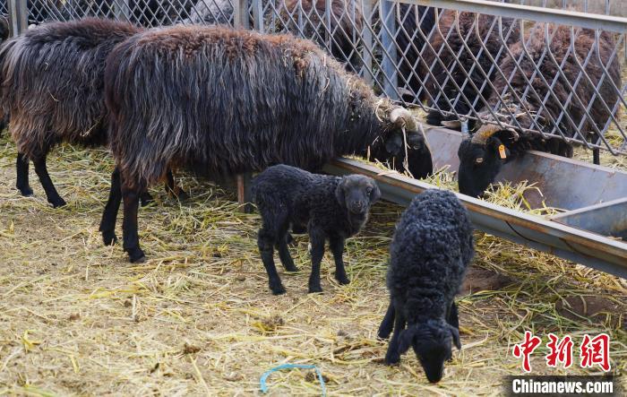 圖為黑藏羊及小羊羔正在吃草。　馬銘言 攝