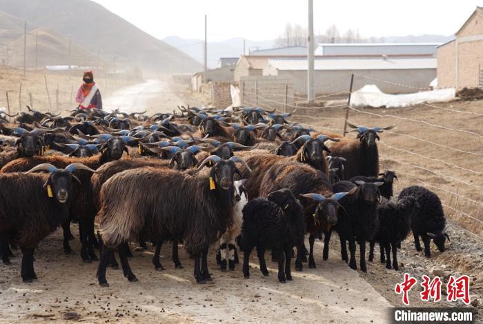 圖為牧民家的黑藏羊。　馬銘言 攝