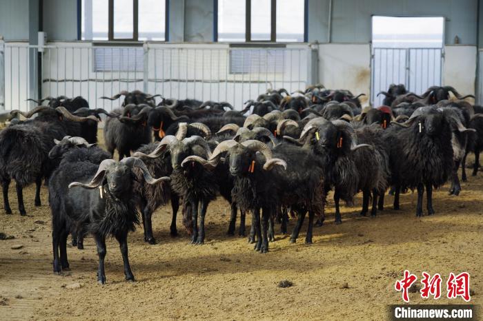 圖為黑藏羊。　馬銘言 攝