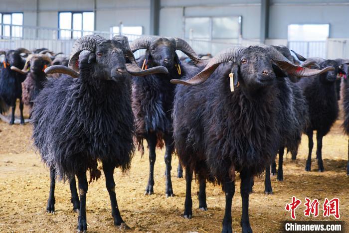 圖為黑藏羊?！●R銘言 攝