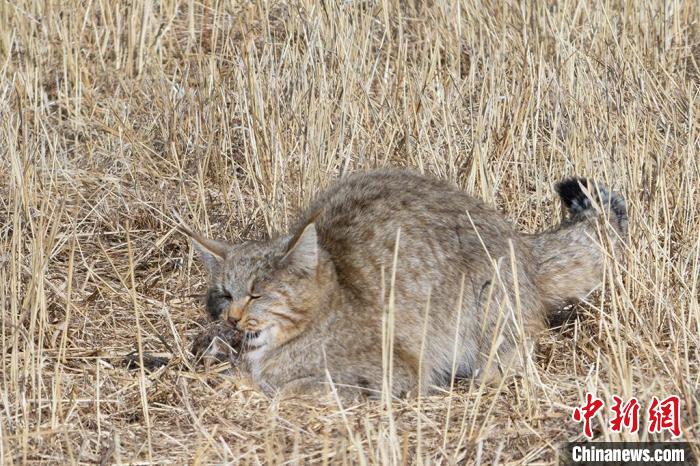圖為拍攝到的荒漠貓。　許明遠(yuǎn) 攝