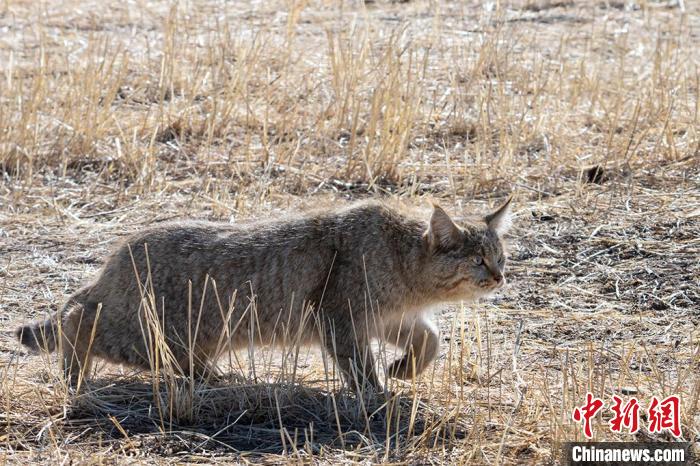 圖為拍攝到的荒漠貓?！O春生 攝