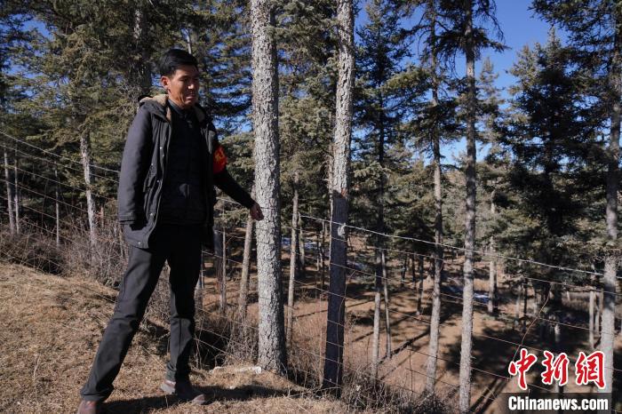 圖為桑杰加檢查林場(chǎng)防護(hù)網(wǎng)?！●R銘言 攝