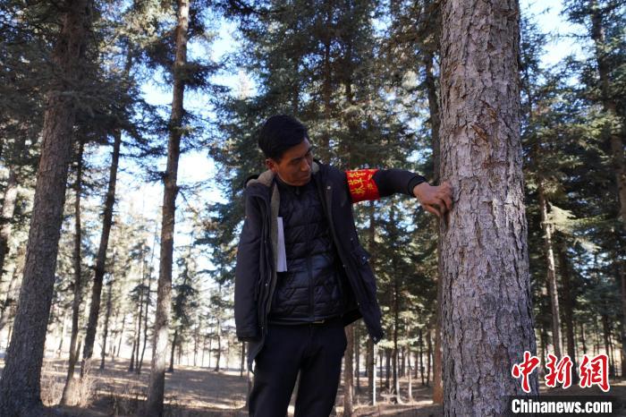 圖為桑杰加檢查林場(chǎng)樹木是否有病蟲害。　馬銘言 攝