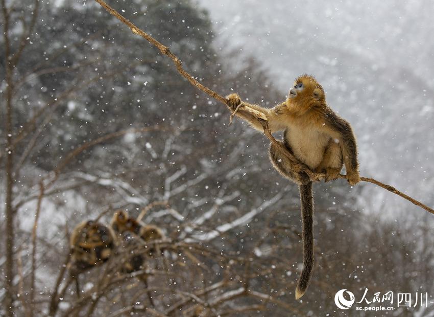 雪中嬉戲的川金絲猴。鐘歡攝