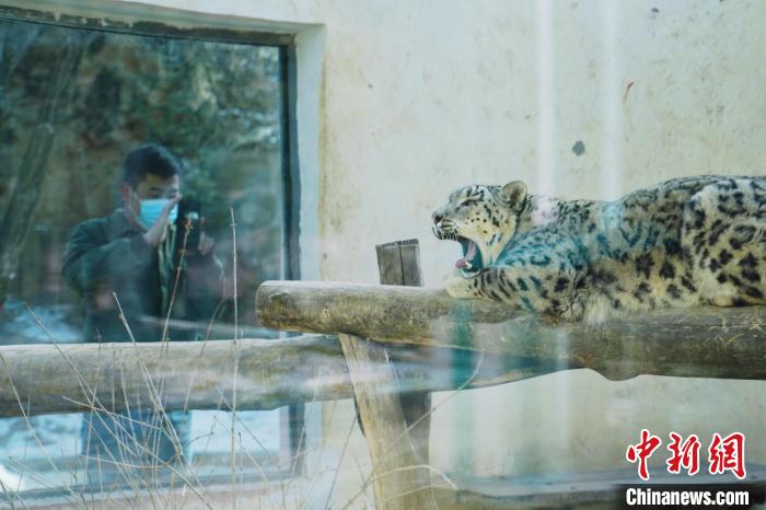 圖為雪豹“奶爸”史壽軍正在直播?！●R銘言 攝