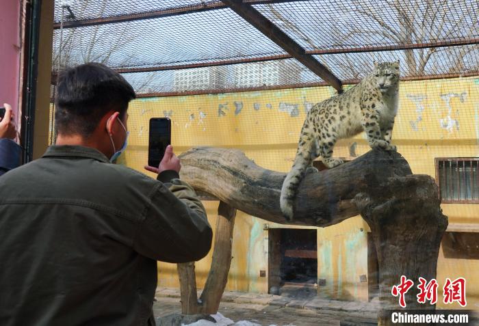 圖為雪豹“奶爸”史壽軍正在直播。　馬銘言 攝