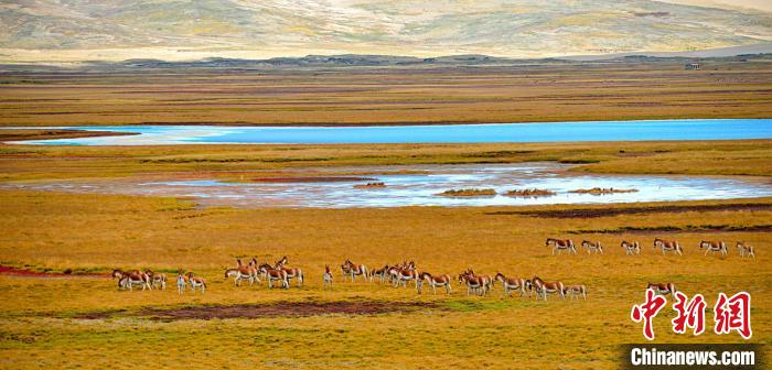 黃河源頭瑪多完成黑土灘(坡)治理23萬(wàn)畝
