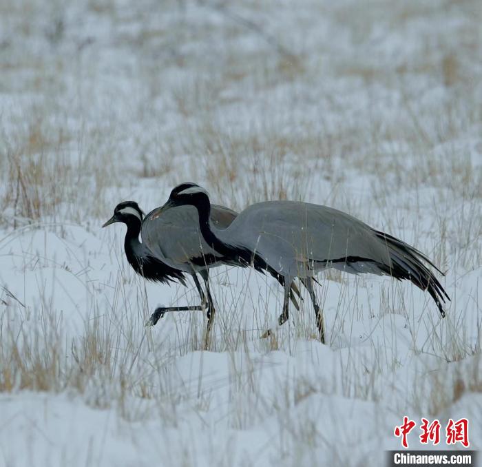 在若爾蓋濕地的蓑羽鶴?！∩袞|機(jī) 攝