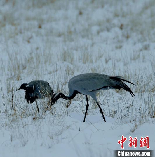 在若爾蓋濕地的蓑羽鶴?！∪魏吻?攝