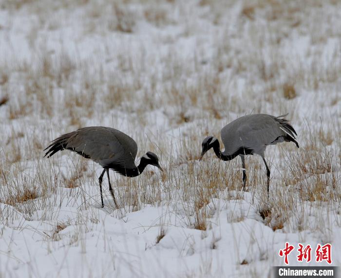 在若爾蓋濕地的蓑羽鶴?！∪魏吻?攝