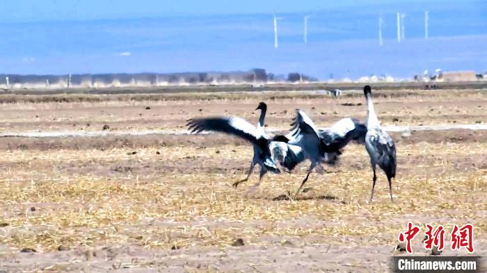 圖為黑頸鶴追逐嬉戲?！￡惷髡?攝