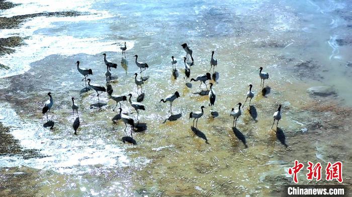 圖為黑頸鶴群駐足休憩。　陳明章 攝