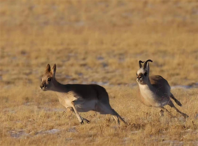 藏羚羊。圖片來(lái)源:農(nóng)牧民大自然攝影隊(duì)