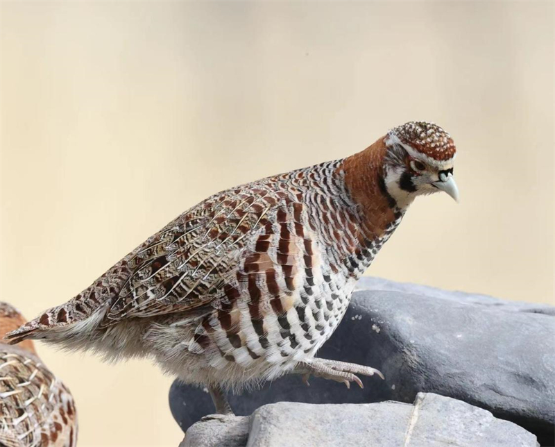 高原山鶉。圖片來源：農(nóng)牧民大自然攝影隊