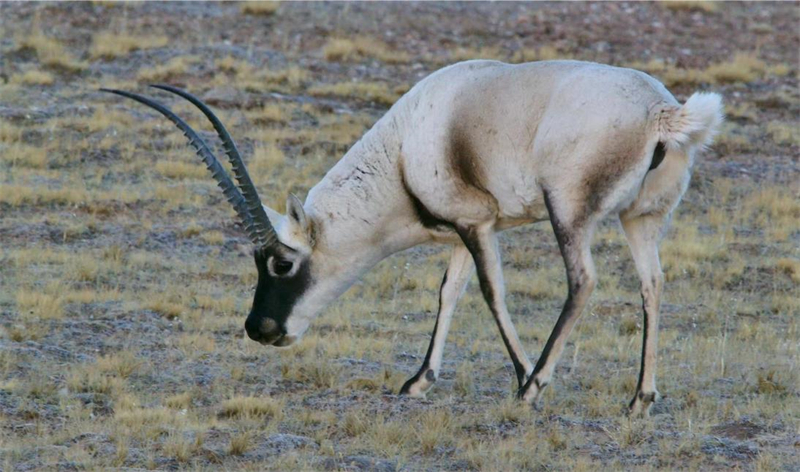 藏羚羊。圖片來源：農(nóng)牧民大自然攝影隊