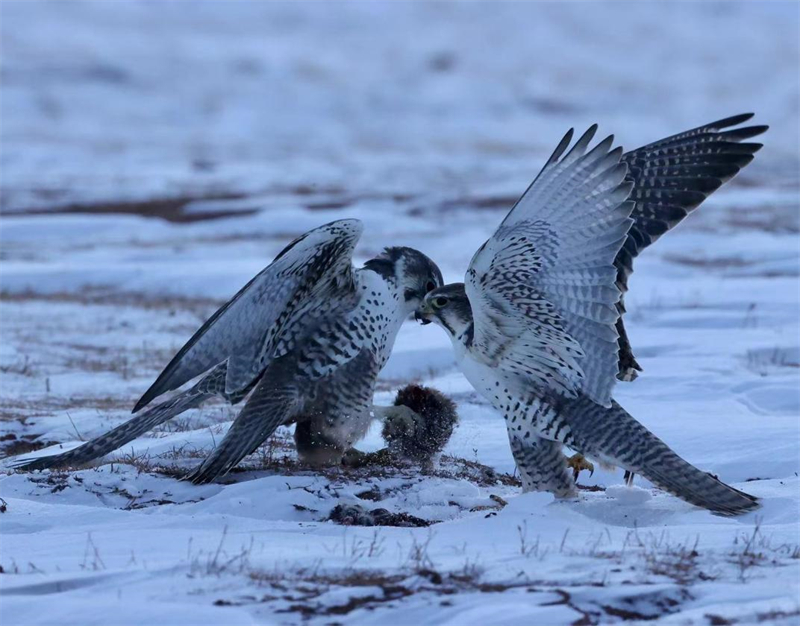 獵隼。圖片來源：農(nóng)牧民大自然攝影隊
