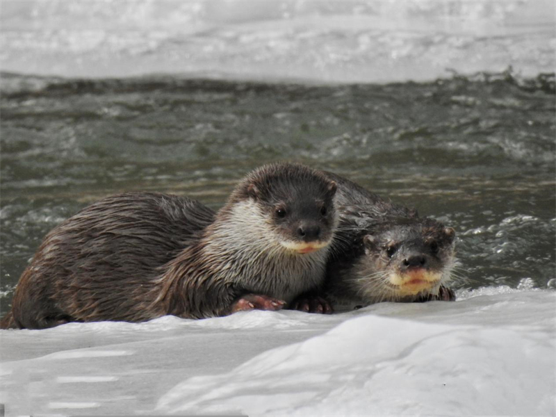歐亞水獺。圖片來源：農(nóng)牧民大自然攝影隊