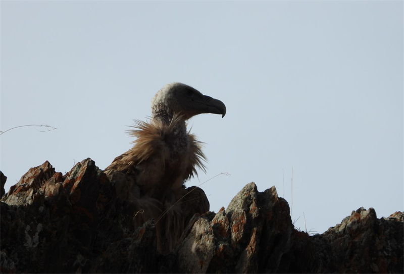 高原兀鷲。圖片來源：農(nóng)牧民大自然攝影隊