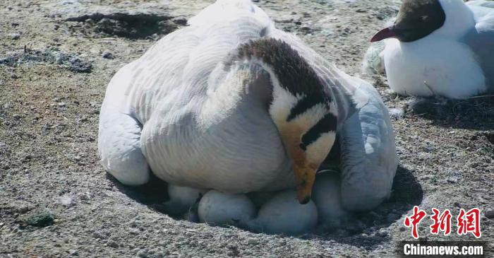 圖為斑頭雁孵蛋?！【G色江河 供圖