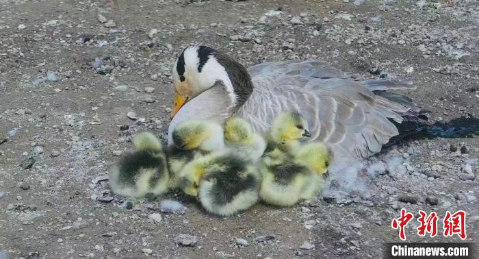 圖為斑頭雁母親和孩子們在一起。　綠色江河 供圖