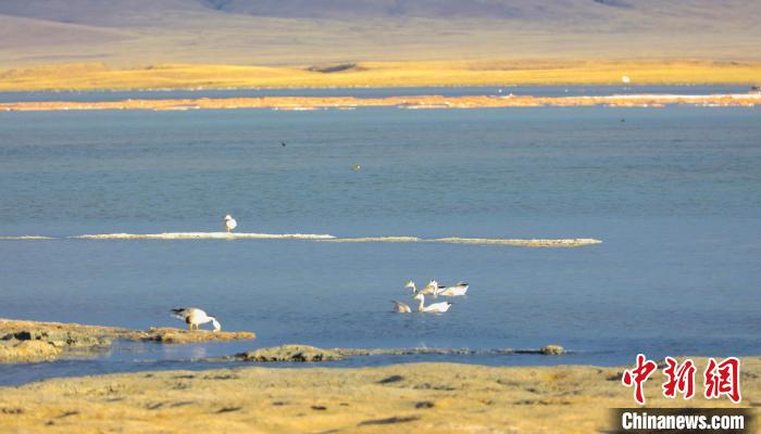 圖為斑頭雁在班德湖中休憩?！【G色江河 供圖