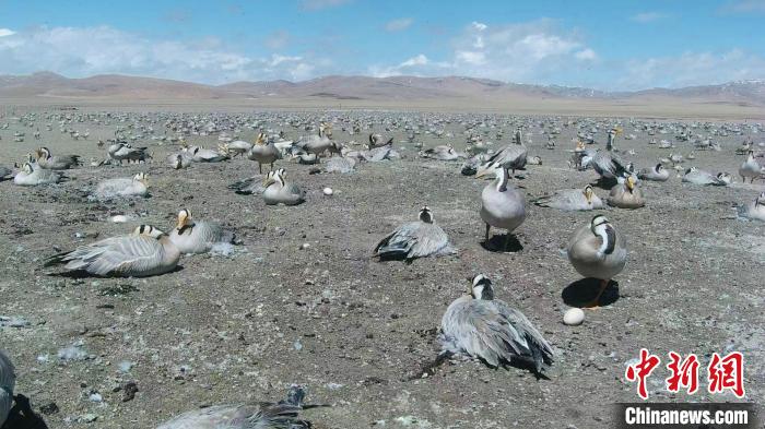 圖為斑頭雁在空地上孵蛋?！【G色江河 供圖