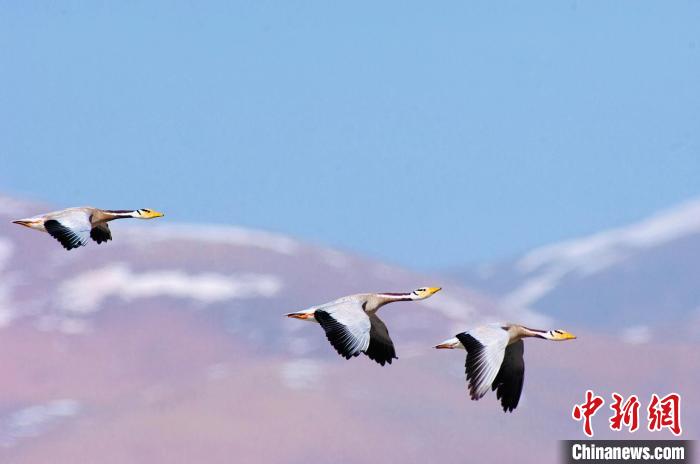 圖為斑頭雁在空中飛行?！【G色江河 供圖