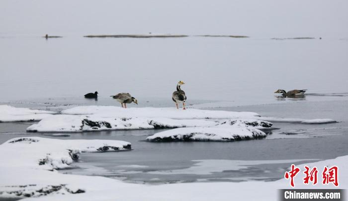 圖為斑頭雁在班德湖邊嬉戲。　綠色江河 供圖