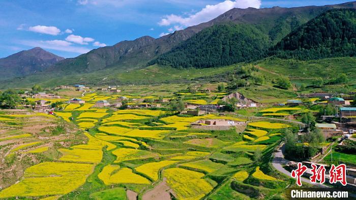 圖為加吾鄉(xiāng)的油菜花。　關(guān)卻才讓 攝