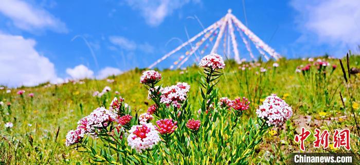 圖為草原一角?！?韓麗 　攝