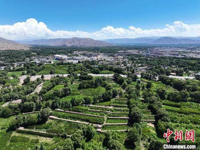 航拍貴德縣黃河岸畔綠意盎然?！●R銘言 攝