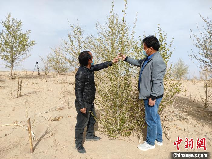 柴達(dá)木盆地的護(hù)林員：守護(hù)，只為那一片綠