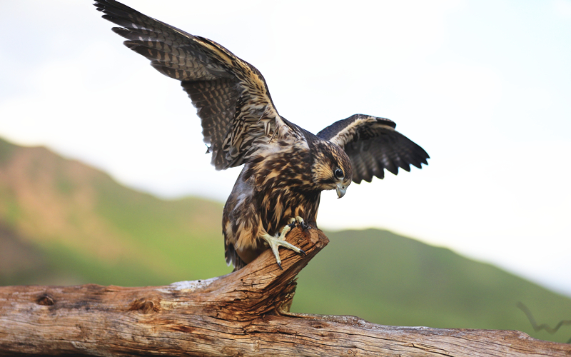獵隼。江文江措攝